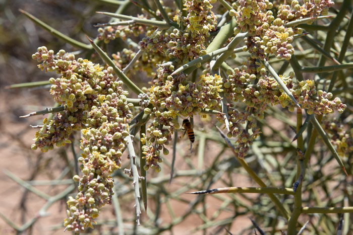 Crucifixion Thorn flowers are clustered in panicles and fruits persist for several years. Castela emoryi